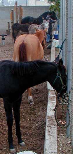 All 5 Equids in Boys' & Girls' Club Playground - Cedar Fire 2003