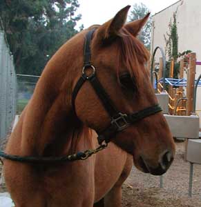 Older of Two Colts - Cedar Fire 2003