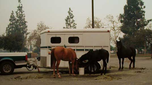 Two Colts from Blossom Valley - Cedar Fire 2003
