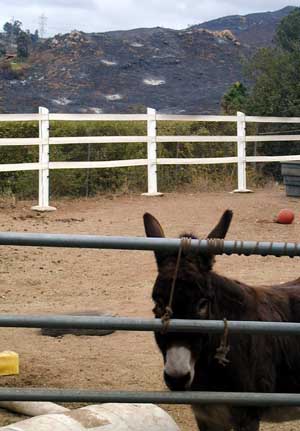 Eeyore Back Home, Charred Hills in the Background - Cedar Fire 2003