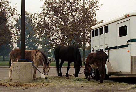 Our Equids - Clementine, Sabrina, and Eeyore - Cedar Fire 2003