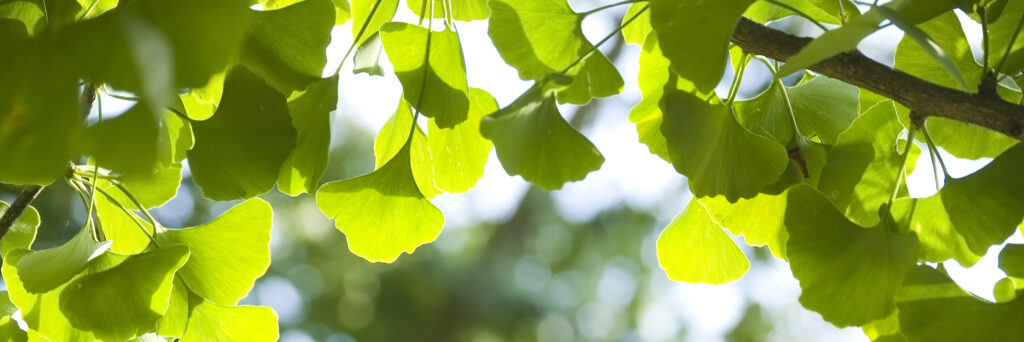 Ginkgo is an ancient tree, and a symbol of hope.