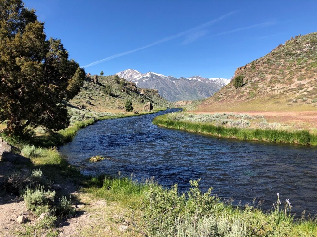 A small river with tall grass on both banks, and the snow-capped Sierra Mountains in the distance.