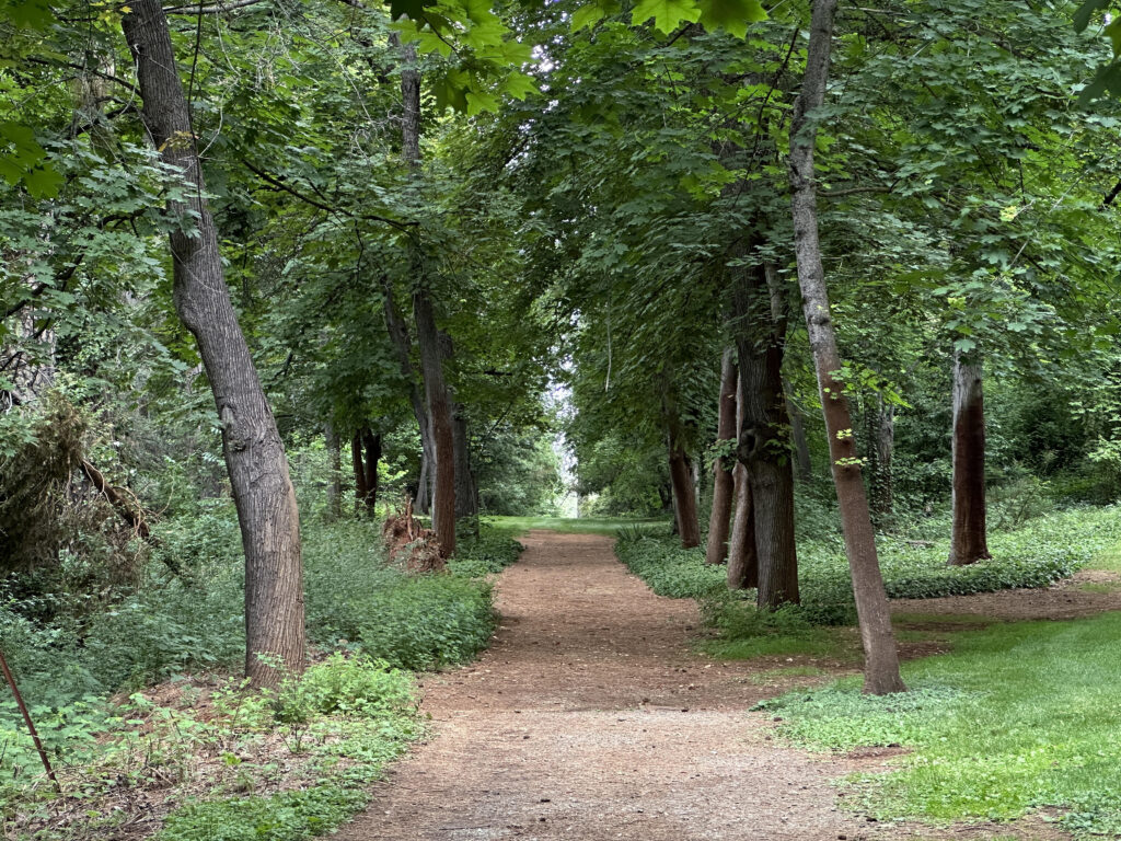 A photo of a wide dirt path through dense trees and green grass. Taken at Empire Mine State Historic Park.