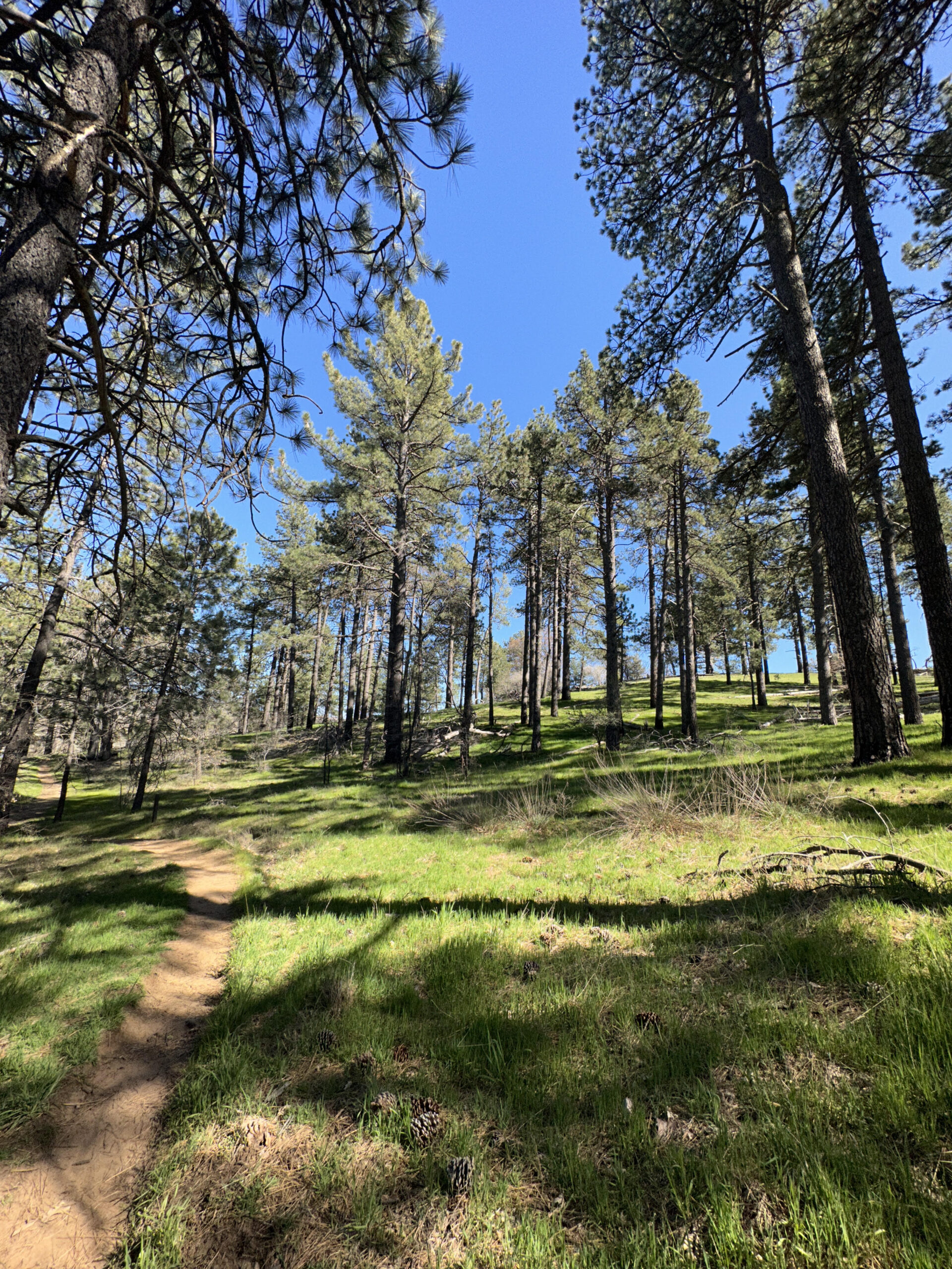 A narrow dirt trail through an open, grassy pine forest in the Laguna Mountains on a clear, sunny day.